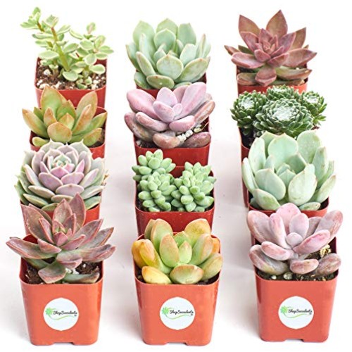 Shop Succulents | Premium Pastel Collection of Live Succulent Plan...