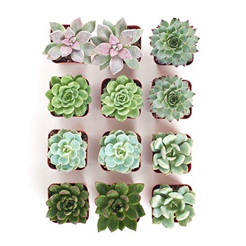 Shop Succulents | Radiant Rosette Collection of Live Succulent Pla...