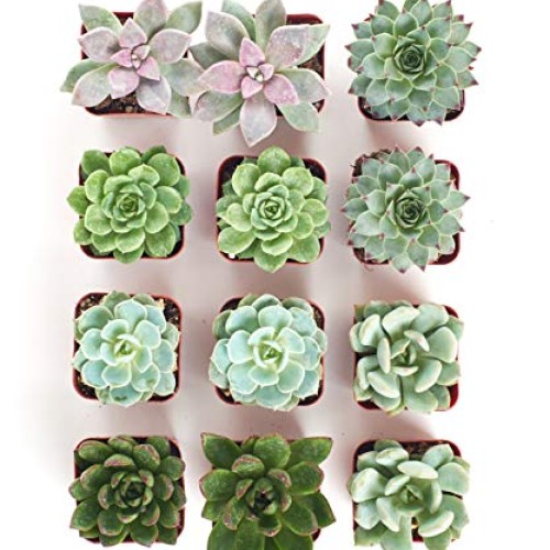 Shop Succulents | Radiant Rosette Collection of Live Succulent Pla...