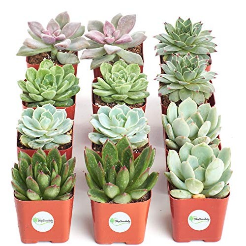 Shop Succulents | Radiant Rosette Collection of Live Succulent Pla...