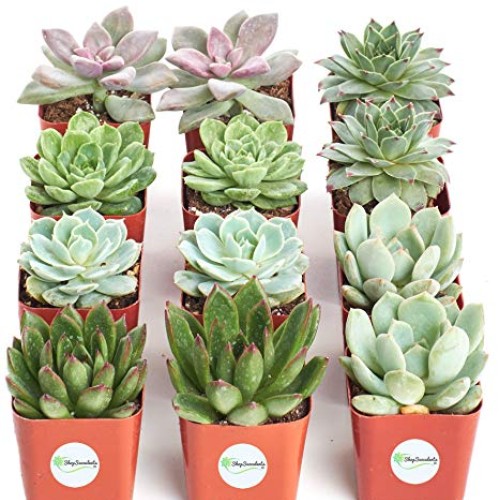 Shop Succulents | Radiant Rosette Collection of Live Succulent Pla...