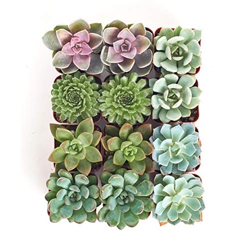 Shop Succulents | Radiant Rosette Collection of Live Succulent Pla...