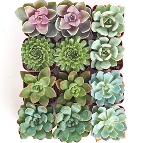 Shop Succulents | Radiant Rosette Collection of Live Succulent Pla...