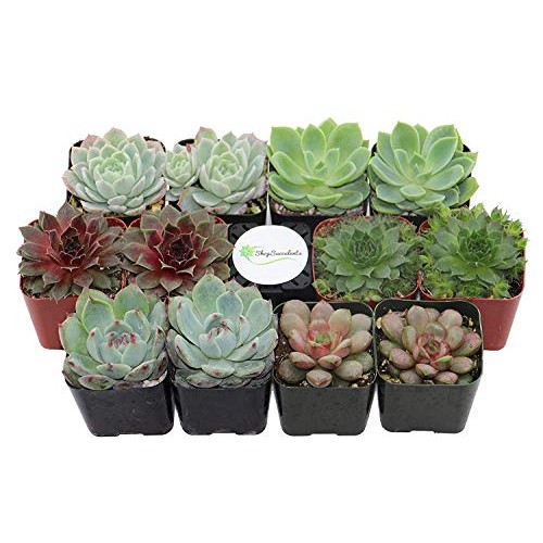 Shop Succulents | Radiant Rosette Collection of Live Succulent Pla...