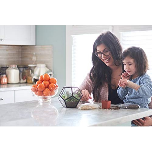 Shop Succulents | Radiant Rosette Collection of Live Succulent Pla...