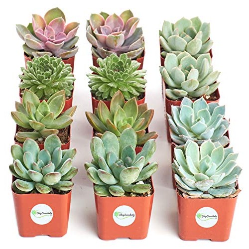 Shop Succulents | Radiant Rosette Collection of Live Succulent Pla...