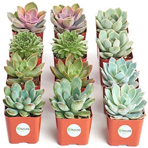 Shop Succulents | Radiant Rosette Collection of Live Succulent Pla...