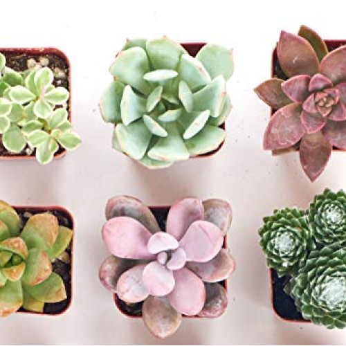 Shop Succulents | Soft Hue Collection | Assortment of Hand Selecte...