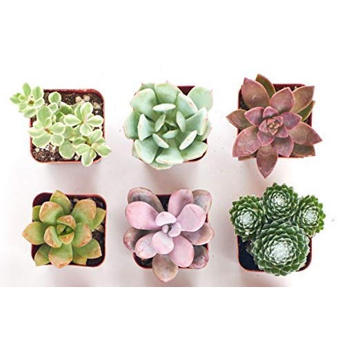Shop Succulents | Soft Hue Collection | Assortment of Hand Selecte...