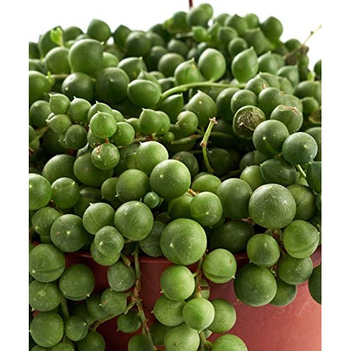 Shop Succulents String of Pearls Succulent | Hand Selected for Hea...