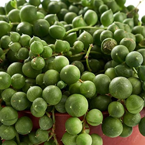 Shop Succulents String of Pearls Succulent | Hand Selected for Hea...