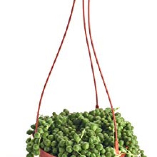 Shop Succulents String of Pearls Succulent | Hand Selected for Hea...
