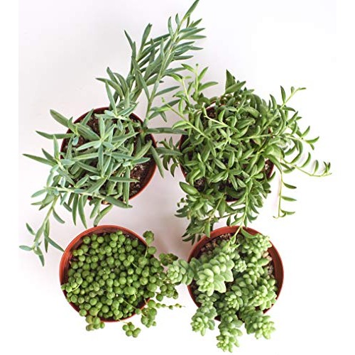 Shop Succulents | Trailing Collection | Variety Assortment Unique ...