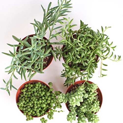 Shop Succulents | Trailing Collection | Variety Assortment Unique ...