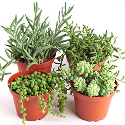 Shop Succulents | Trailing Collection | Variety Assortment Unique ...