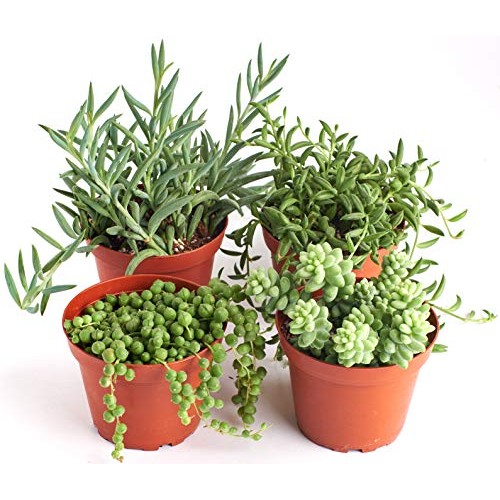 Shop Succulents | Trailing Collection | Variety Assortment Unique ...