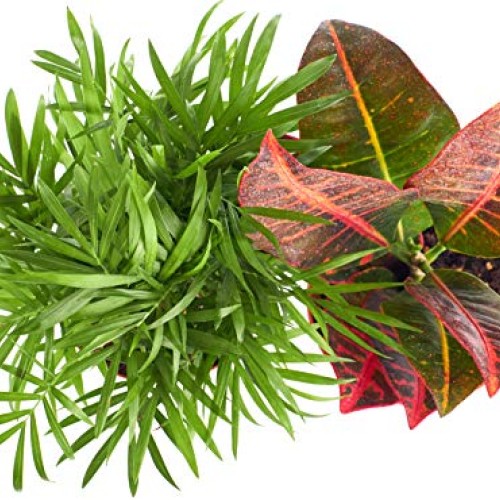 Shop Succulents | Tropical, Live House Plants, Hand Selected Croto...