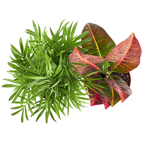 Shop Succulents | Tropical, Live House Plants, Hand Selected Croto...