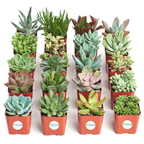 Shop Succulents | Unique Collection of Live Plants, Hand Selected ...