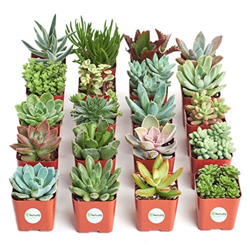 Shop Succulents | Unique Collection of Live Plants, Hand Selected ...