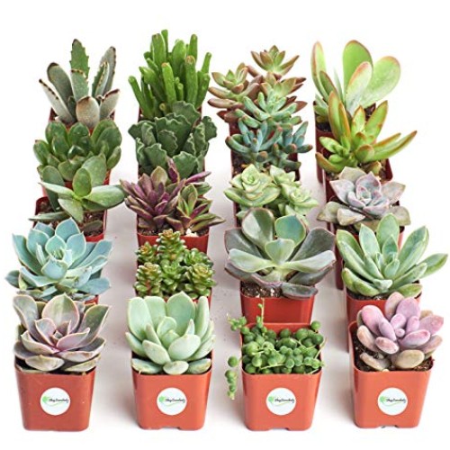 Shop Succulents | Unique Collection of Live Plants, Hand Selected ...