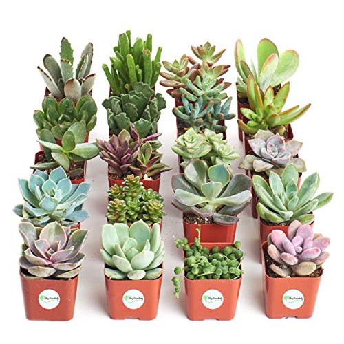 Shop Succulents | Unique Collection of Live Plants, Hand Selected ...