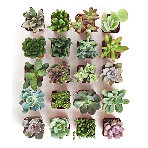 Shop Succulents | Unique Collection of Live Plants, Hand Selected ...