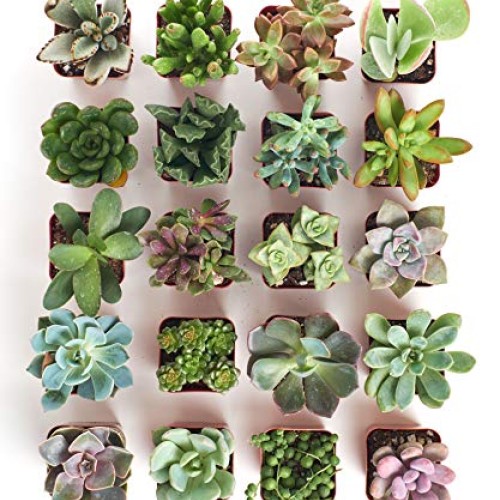 Shop Succulents | Unique Collection of Live Plants, Hand Selected ...