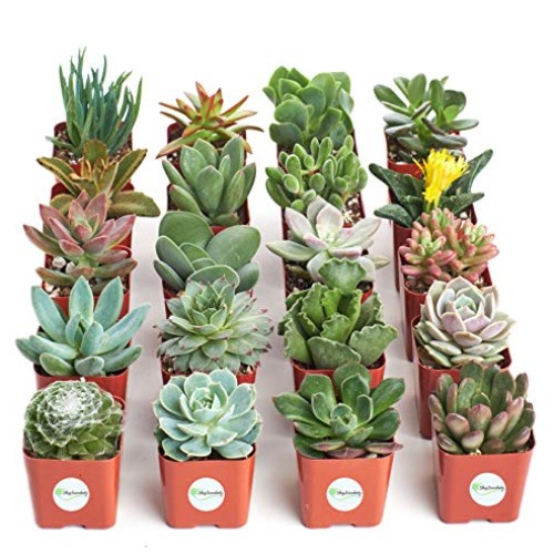 Shop Succulents | Unique Collection of Live Plants, Hand Selected ...