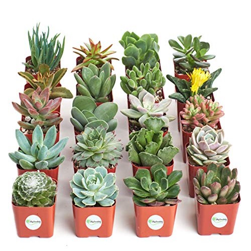 Shop Succulents | Unique Collection of Live Plants, Hand Selected ...