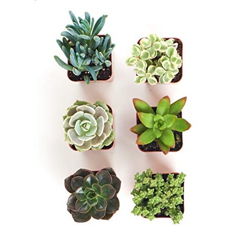 Shop Succulents | Unique Collection of Live Succulent Plants in 2...