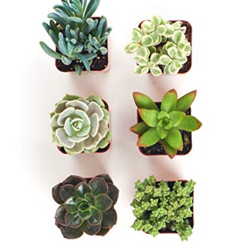 Shop Succulents | Unique Collection of Live Succulent Plants in 2...