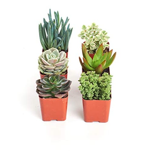 Shop Succulents | Unique Collection of Live Succulent Plants in 2...