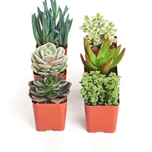 Shop Succulents | Unique Collection of Live Succulent Plants in 2...