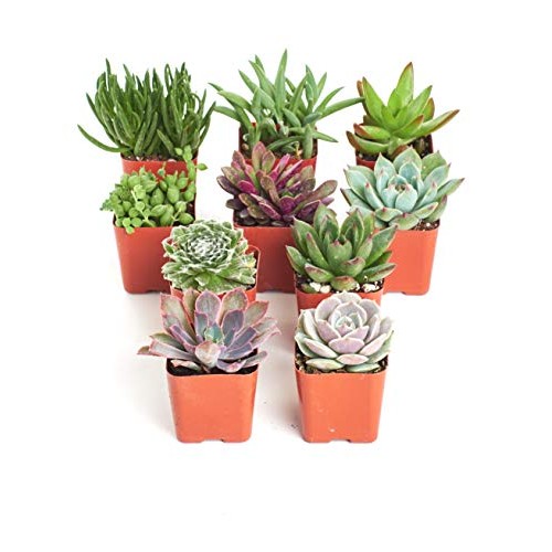 Shop Succulents | Unique Live Plants, Hand Selected Variety Pack M...