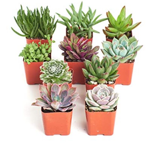 Shop Succulents | Unique Live Plants, Hand Selected Variety Pack M...