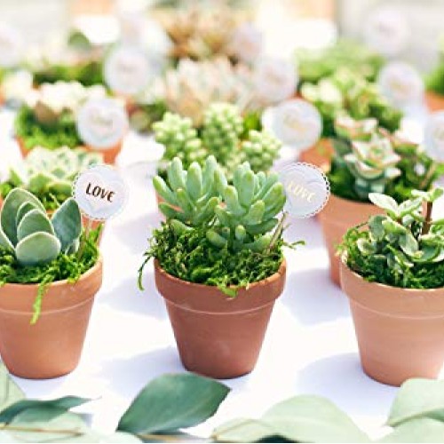 Shop Succulents | Verde Collection | Assortment of Hand Selected, ...