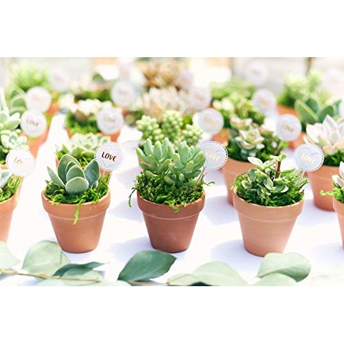 Shop Succulents | Verde Collection | Assortment of Hand Selected, ...