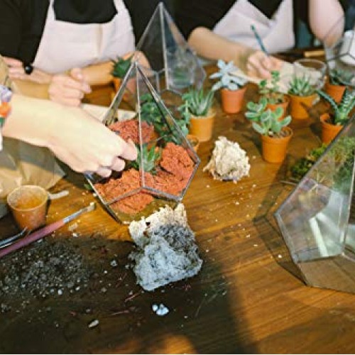Shop Succulents | Verde Collection | Assortment of Hand Selected, ...