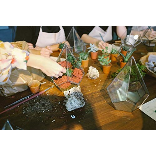 Shop Succulents | Verde Collection | Assortment of Hand Selected, ...