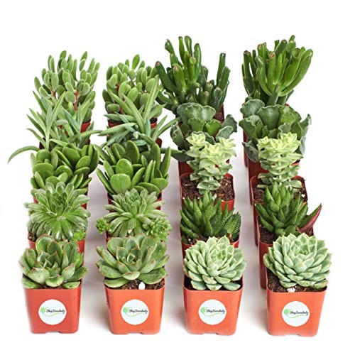 Shop Succulents | Verde Collection | Assortment of Hand Selected, ...