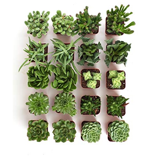 Shop Succulents | Verde Collection | Assortment of Hand Selected, ...