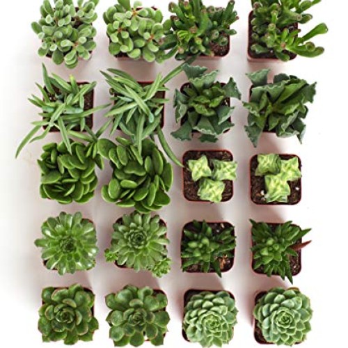 Shop Succulents | Verde Collection | Assortment of Hand Selected, ...