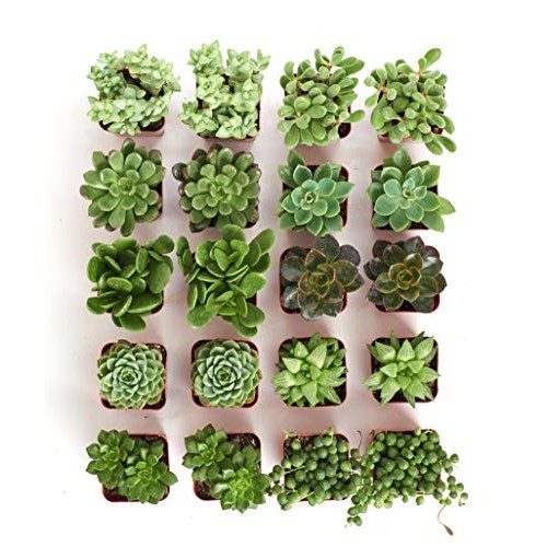 Shop Succulents | Verde Collection | Assortment of Hand Selected, ...
