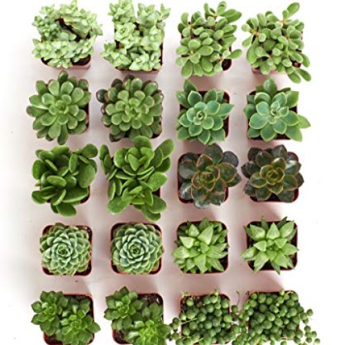 Shop Succulents | Verde Collection | Assortment of Hand Selected, ...