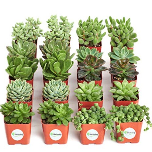 Shop Succulents | Verde Collection | Assortment of Hand Selected, ...