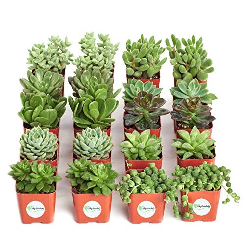 Shop Succulents | Verde Collection | Assortment of Hand Selected, ...