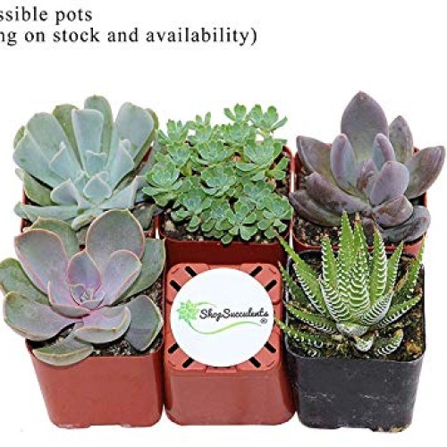 Succulent Terrarium & Fairy Garden Plants - 5 Different Plants i...