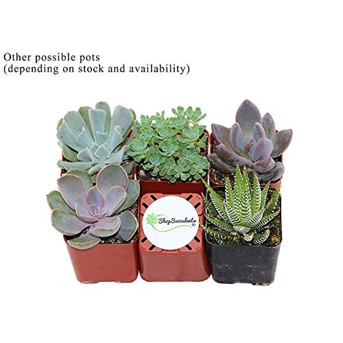 Succulent Terrarium & Fairy Garden Plants - 5 Different Plants i...