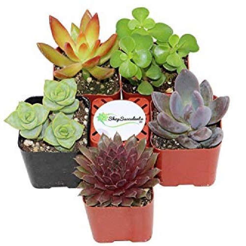 Succulent Terrarium & Fairy Garden Plants - 5 Different Plants i...